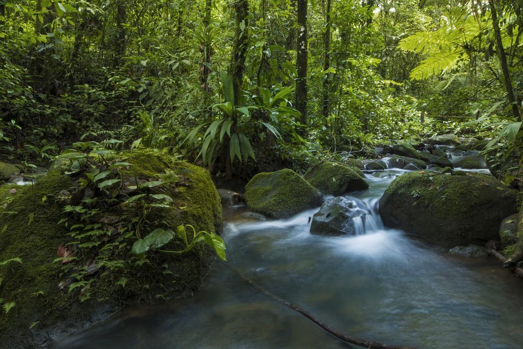 La Tigra Rainforest Lodge La Fortuna Dış mekan fotoğraf